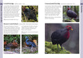 Birds of Borneo - MPHOnline.com