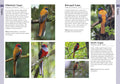 Birds of Borneo - MPHOnline.com