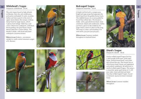 Birds of Borneo - MPHOnline.com