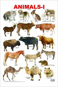 Animals Wall Chart (9781743638316) - MPHOnline.com