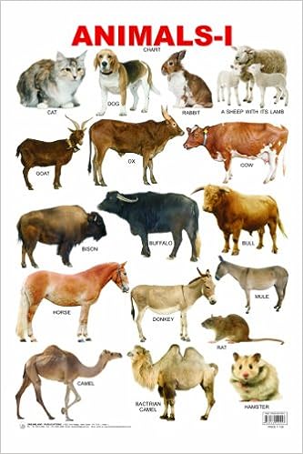 Animals Wall Chart (9781743638316) - MPHOnline.com