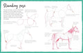How To Draw Horses - MPHOnline.com