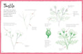 How To Draw Flowers & Plants - MPHOnline.com