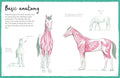 How To Draw Horses - MPHOnline.com