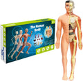Human Body 026 - MPHOnline.com