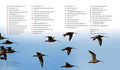 The 100 Best Birdwatching Sites in Australia - MPHOnline.com