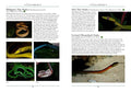 A Naturalist's Guide to the Reptiles of the Philippines - MPHOnline.com