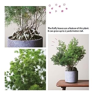 A Beginner's Guide to House Plants: Creating Beautiful and Healthy Green Spaces in Your Home - MPHOnline.com