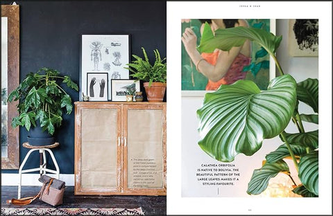 Urban Jungle: Living & Styling With Plants - MPHOnline.com