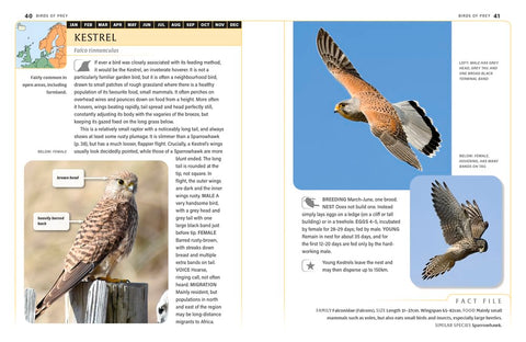 An Identification Guide To Garden Birds Of Britain and North-West Europe - MPHOnline.com