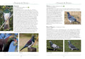 A Naturalist's Guide to the Birds of New Zealand, 2nd Edition - MPHOnline.com