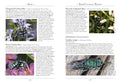 A Naturalist's Guide to the Insects of Australia, 2E - MPHOnline.com