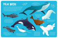 Seek & Find Searchlight: Ocean Animals - MPHOnline.com