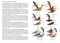 A Field Guide to the Birds of Singapore - MPHOnline.com