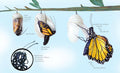 Kaleidoscope of Hope - MPHOnline.com