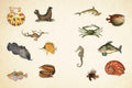 Cabinet of Curiosities : Over 1,000 Curated Stickers from the Fascinating Collections of the Smithsonian - MPHOnline.com