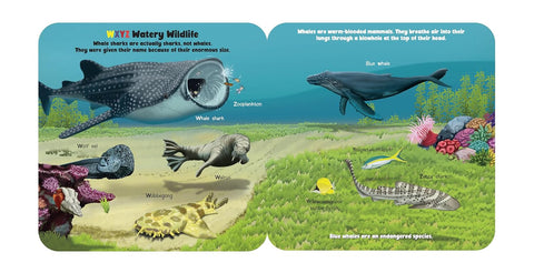 Oceans ABC (Fun Flaps) - MPHOnline.com