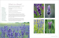 The Lavender Companion: Enjoy the Aroma, Flavor, and Health Benefits of This Classic Herb - MPHOnline.com