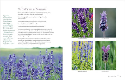 The Lavender Companion: Enjoy the Aroma, Flavor, and Health Benefits of This Classic Herb - MPHOnline.com