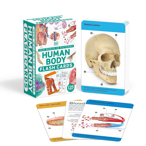 Our World in Pictures: Human Body Flash Cards - MPHOnline.com