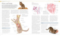 The Cat Encyclopedia: The Definitive Visual Guide - MPHOnline.com