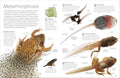 DK Eyewitness: Amphibian - MPHOnline.com