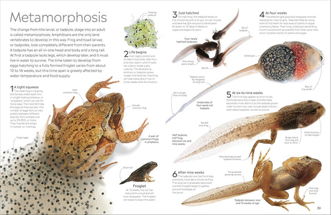 DK Eyewitness: Amphibian - MPHOnline.com