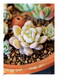 A Field Guide to Succulents: Colors, Shapes and Characteristics for Over 200 Amazing Varieties - MPHOnline.com