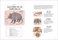 Wildlife Anatomy - The Curious Lives & Features of Wild Animals Around the World (Anatomy) - MPHOnline.com