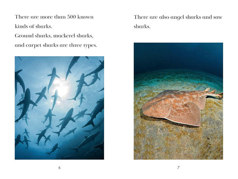 PYR L4: TIME for Kids - Sharks - MPHOnline.com