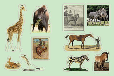 Cabinet of Curiosities : Over 1,000 Curated Stickers from the Fascinating Collections of the Smithsonian - MPHOnline.com