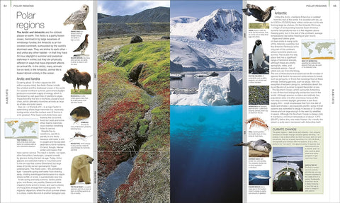 Animal: The Definitive Visual Guide  (4th Edition) - MPHOnline.com