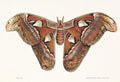 Sensational Butterflies - MPHOnline.com