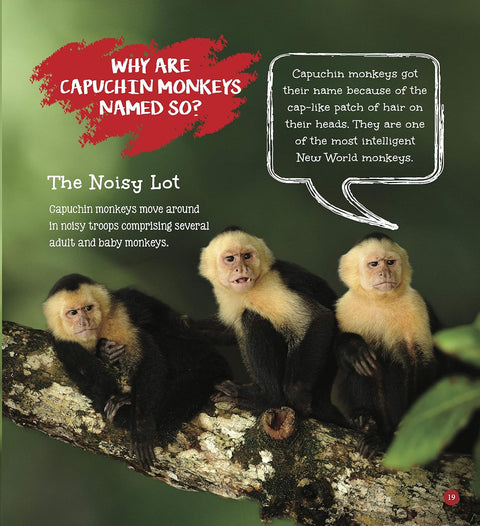 Om: It's Me... a Monkey - MPHOnline.com