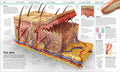 Knowledge Encyclopedia Dinosaur! - MPHOnline.com