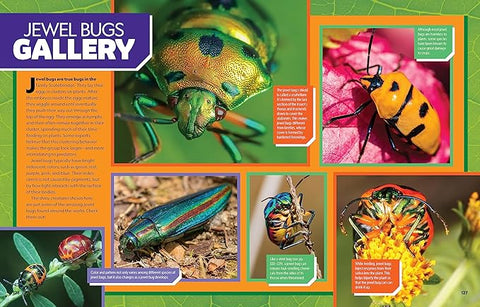 Ultimate Bugopedia : The Most Complete Bug Reference Ever (National Geographic Kids)  (2nd Edition) - MPHOnline.com