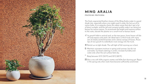 The Little Book of Bonsai - MPHOnline.com