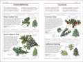 DK Handbooks - Trees - MPHOnline.com