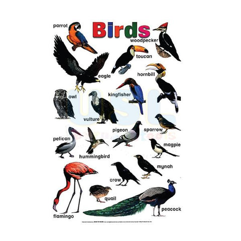 Charts Birds - MPHOnline.com