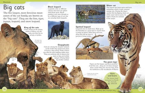 A look inside First Animal Encyclopedia (DK) (chapter on big cats)- MPHOnline.com