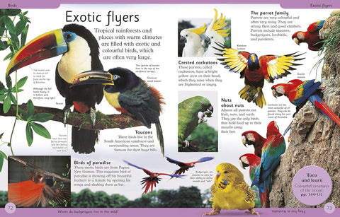 Another look inside First Animal Encyclopedia (DK) (chapter on exotic birds) - MPHOnline.com