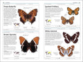 Butterflies And Moths - MPHOnline.com