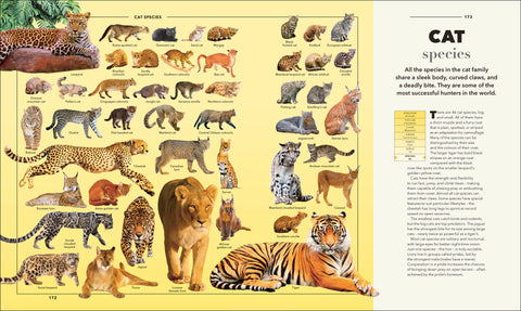DK Animals: A Visual Compendium - MPHOnline.com