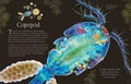 An Anthology of Micro Life - MPHOnline.com