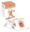 Anatomy Flashcards: 300 Flashcards with Anatomically Precise Drawings and Exhaustive Descriptions 5th Ed. - MPHOnline.com