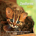 Zooborns Cats! - MPHOnline.com