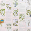 Healing Plants - A Botanical Card Deck 50 botanical cards - MPHOnline.com