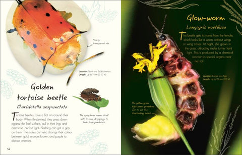 An Anthology of Beetles (DK Little Anthologies) - MPHOnline.com