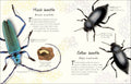 An Anthology of Beetles (DK Little Anthologies) - MPHOnline.com