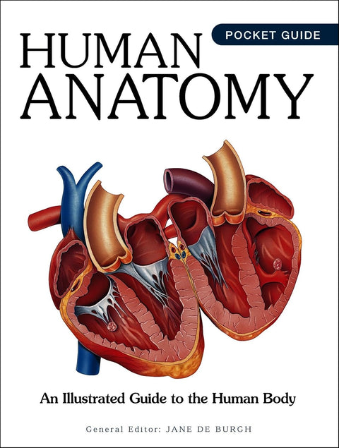 Human Anatomy: An Illustrated Guide to Human Body - MPHOnline.com